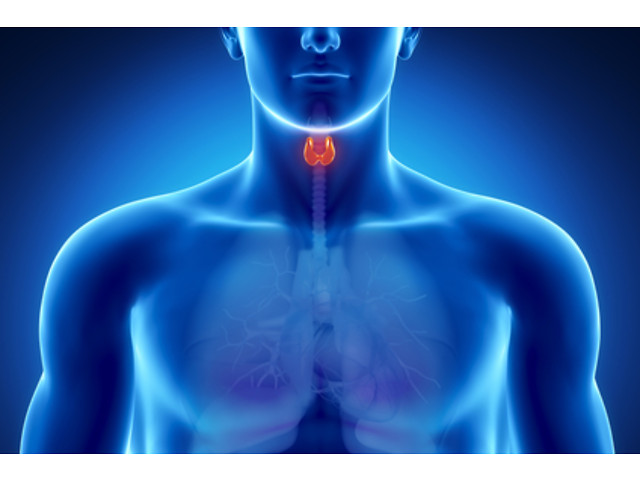 Исследования щитовидной железы
