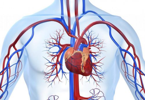 заболевания сердечно - сосудистой системы
