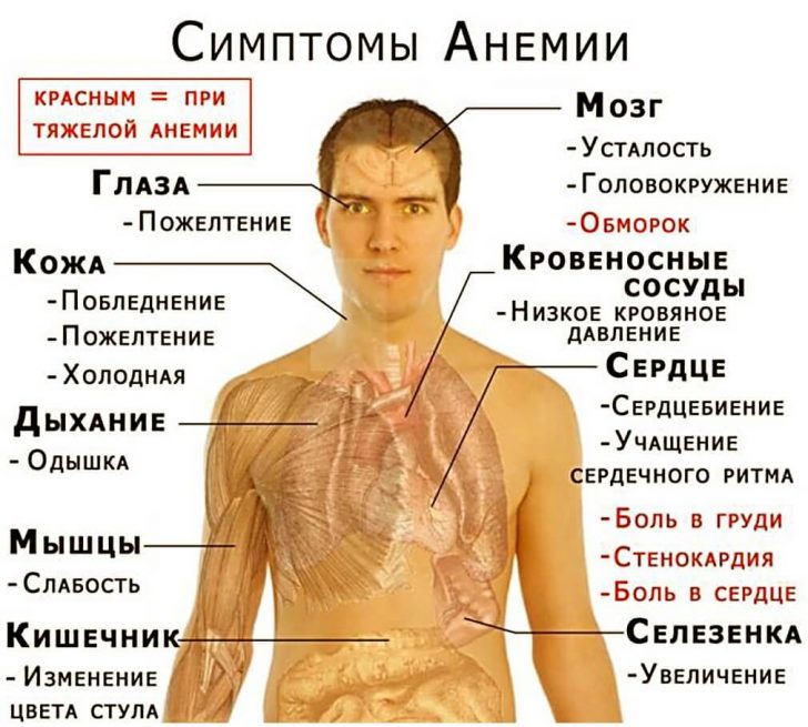 hronicheskiy-alkogolizm-i-anemiya