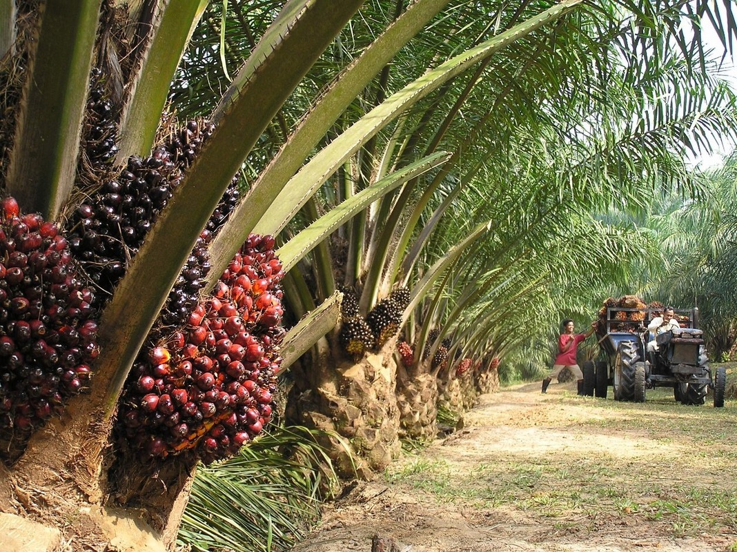 состав пальмового масла