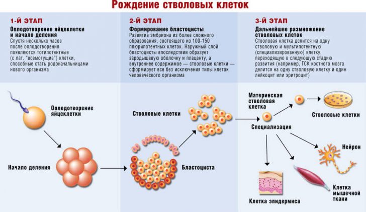 Понятие и особенности стволовых клеток
