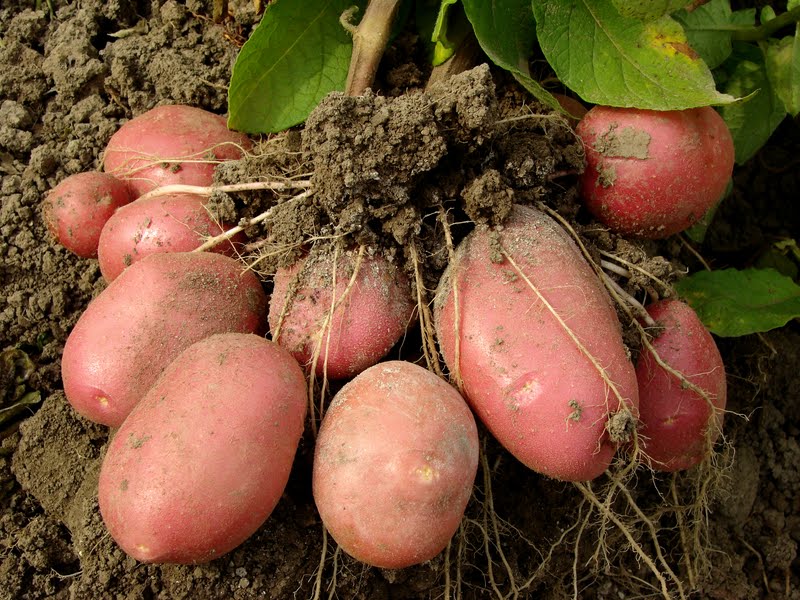 Особенности использования картофеля