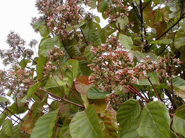 Cinchona_pubescens