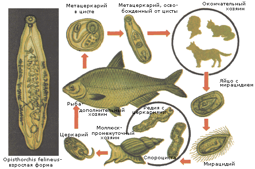 паразиты в рыбе
