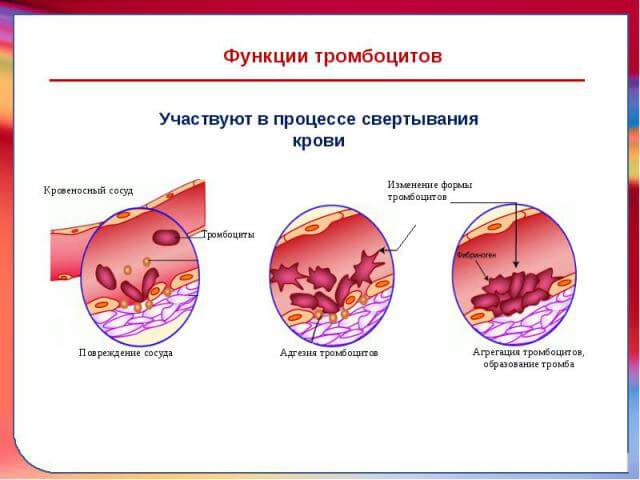 agregaciya-trombocitov