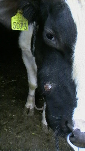Актиномикоз верхней челюсти у коровы.