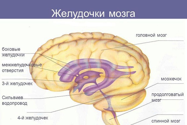 Анатомия структур мозга