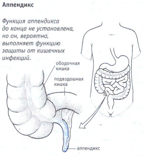 appendicit-0 (1)