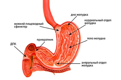 Локализации участка атрофии в желудке