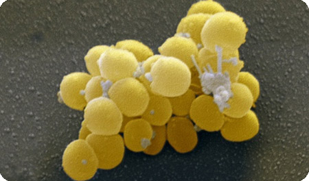  бактерии «золотистые» стафилококки