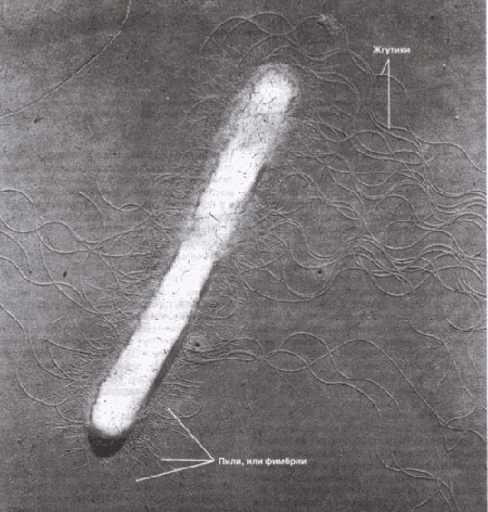 бактериальная клетка палочковидной формы