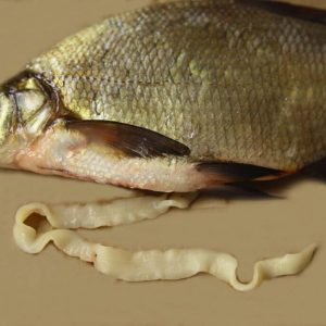 parazity v rybe