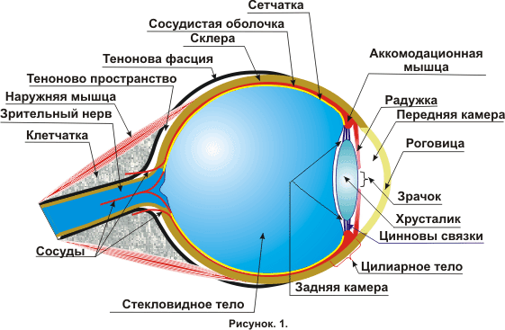 Анатомия сосудистой оболочки глаза