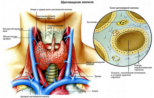 Расположение щитовидной железы