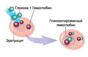 синтез глюкозы и гемоглобина