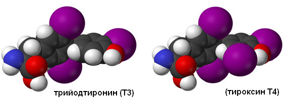 Трийодтиронин Т3 и тироксин Т4