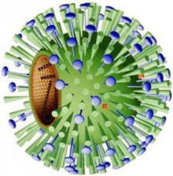 строение вируса гриппа