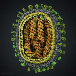 вирус гриппа (фото)