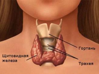 бывает ли кашель при заболевании щитовидной железы