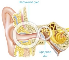 Строение наружнего и среднего уха