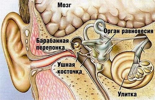 Строение внутреннего и среднего уха
