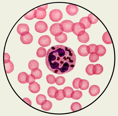 Менингококки в цитоплазме лейкоцита.