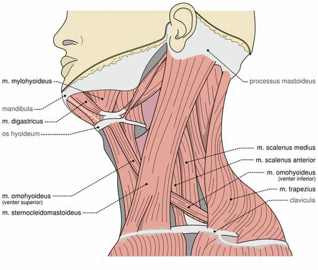 мышечные волокна шеи