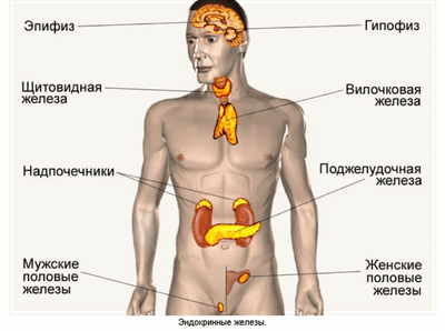 Эндокринные железы