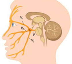 Расположение тройничного нерва на лице, фото 2