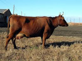 сибирская язва у коровы