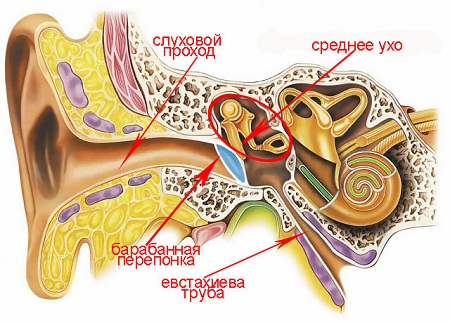 Строение уха