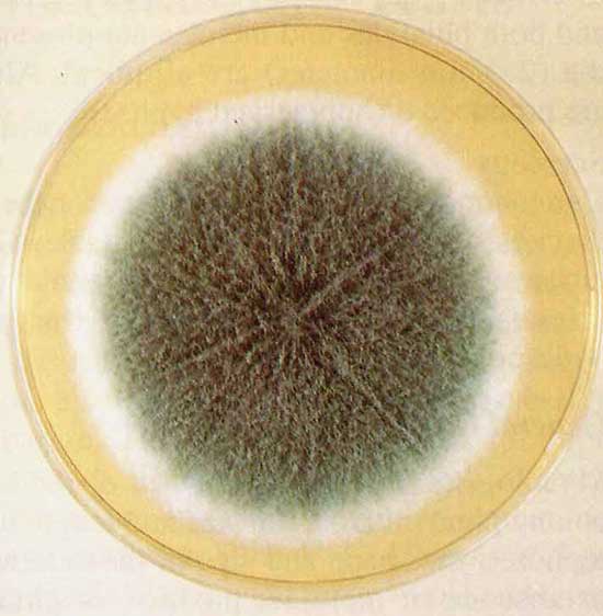 гриб рода аспергилл