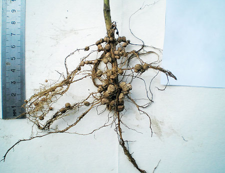корень бобового растения