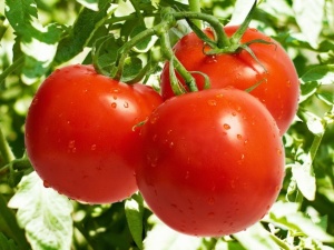 Красные помидоры - вкусны и полезны