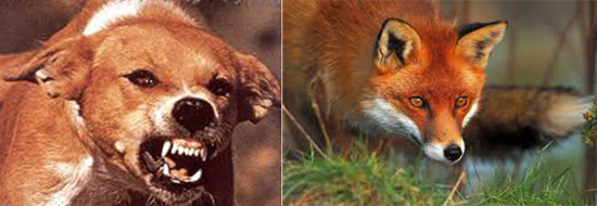 больные бешенством собаки и рыжие лисицы 
