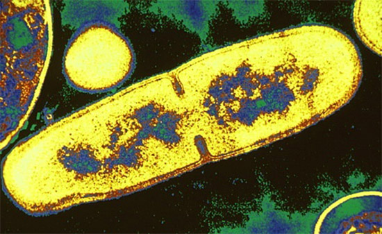 бактериальная клетка: деление