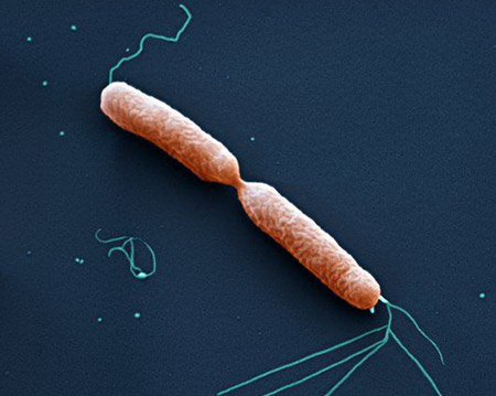  момент деления палочковидной бактерии