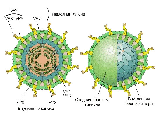 схема строения вируса