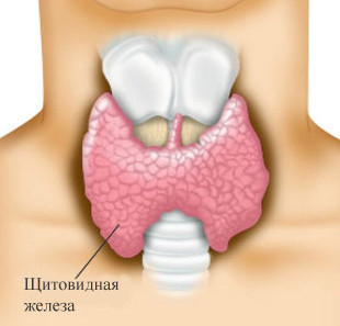 Щитовидная железа: строение в норме (размеры, узлы)
