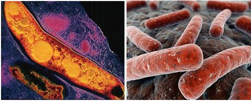 микобактерии туберкулеза