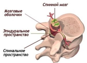 Анатомия спинного мозга