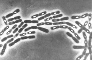 концевое расположение споры Bacillus subtilis