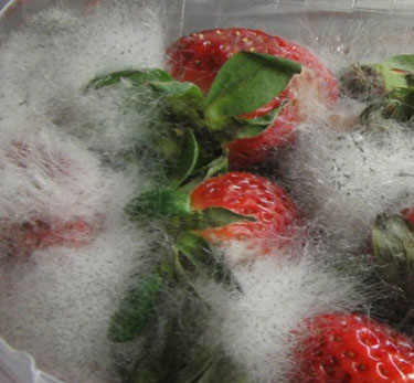 грибок на ягодах