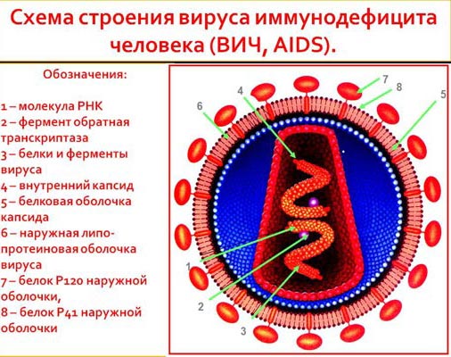 Строение вируса иммунодефицита человека.