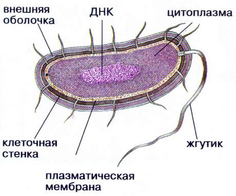 Схема прокариотической клетки.