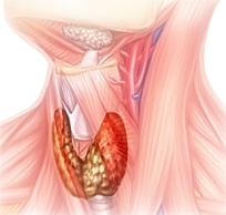 Диагностика гипотиреоза щитовидной железы