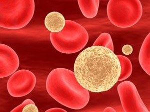 в крови повышенное содержание лейкоцитов