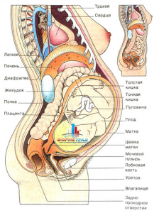 Схема внутренних органов беременных